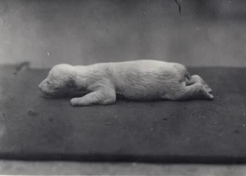 Cucciolo di orso polare con occhi ancora chiusi, sdraiato su una coperta allo zoo di Londra, gennaio 1920
